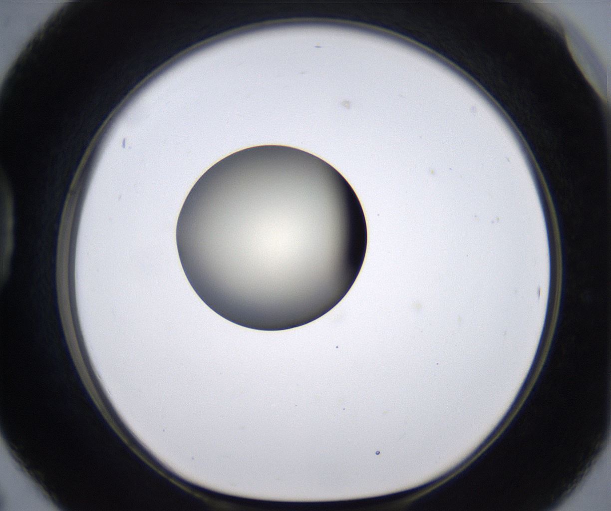 folderID200_plateID2200_batchID9969_wellNum42_profileID1_d1_r149216_ef.jpg