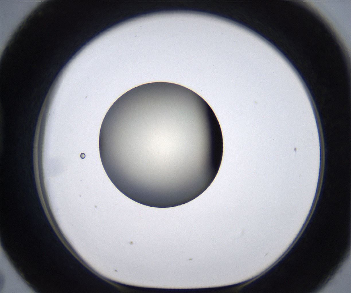 folderID200_plateID2200_batchID9969_wellNum43_profileID1_d1_r149217_ef.jpg