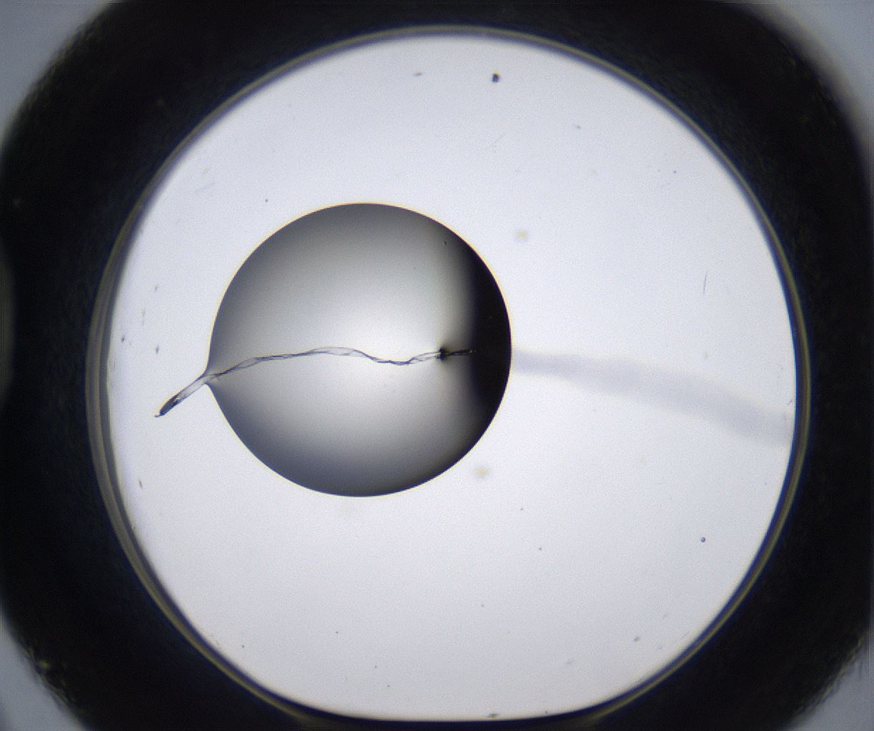 folderID200_plateID2200_batchID9969_wellNum45_profileID1_d1_r149219_ef.jpg