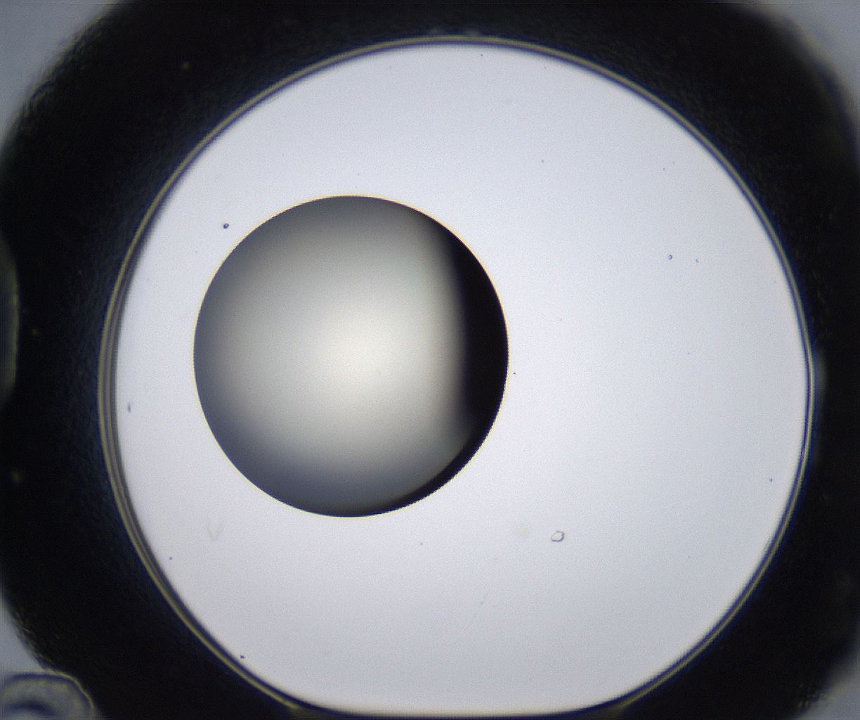folderID200_plateID2200_batchID9969_wellNum48_profileID1_d1_r149222_ef.jpg