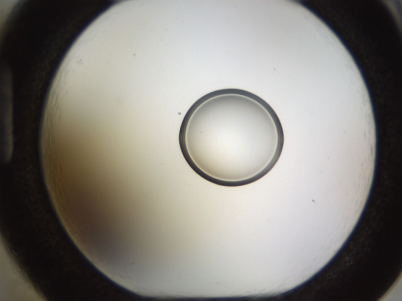 folderID448_plateID1448_batchID5525_wellNum85_profileID1_d1_r91792_ef.jpg
