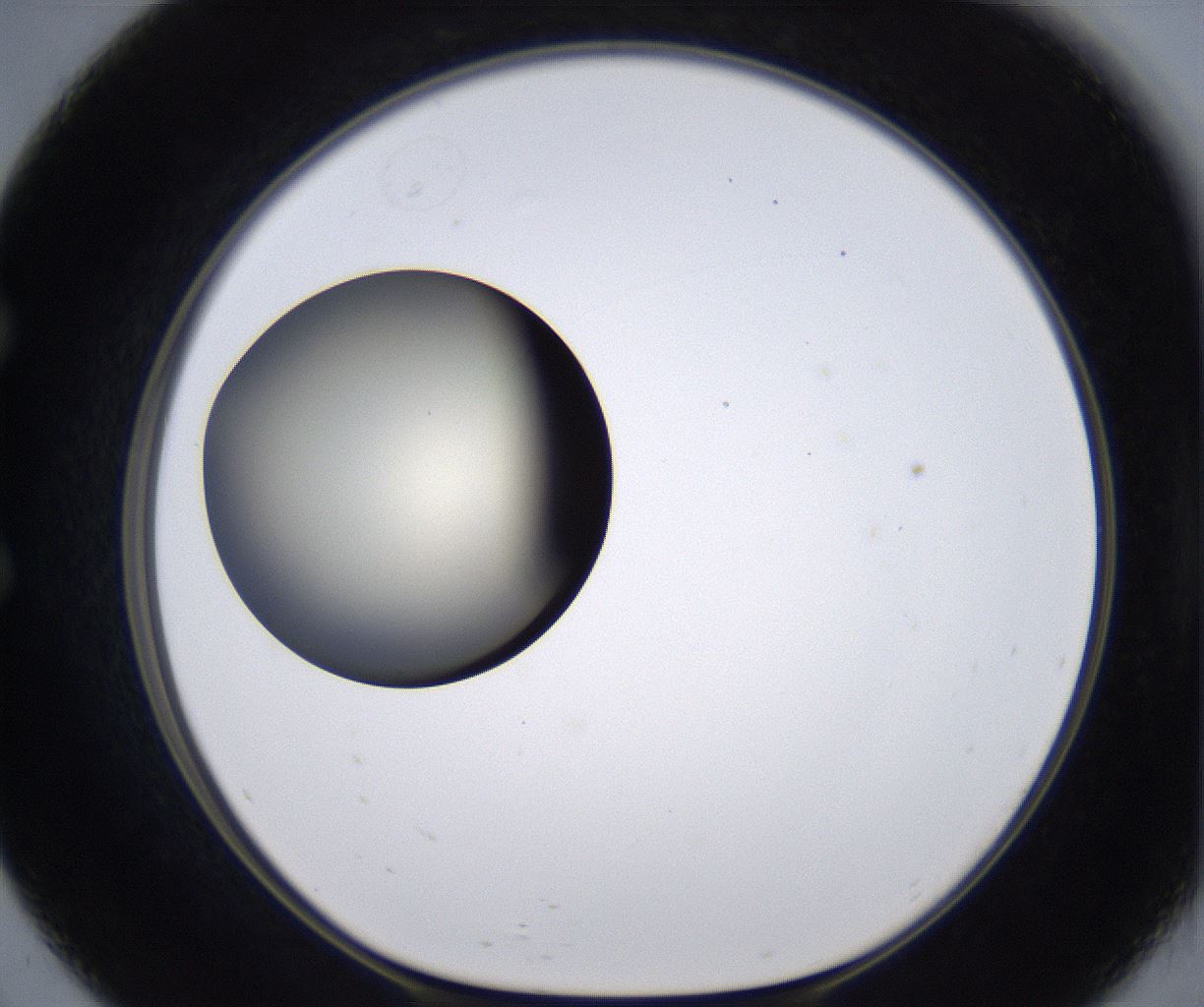 folderID200_plateID2200_batchID9969_wellNum57_profileID1_d1_r149231_ef.jpg
