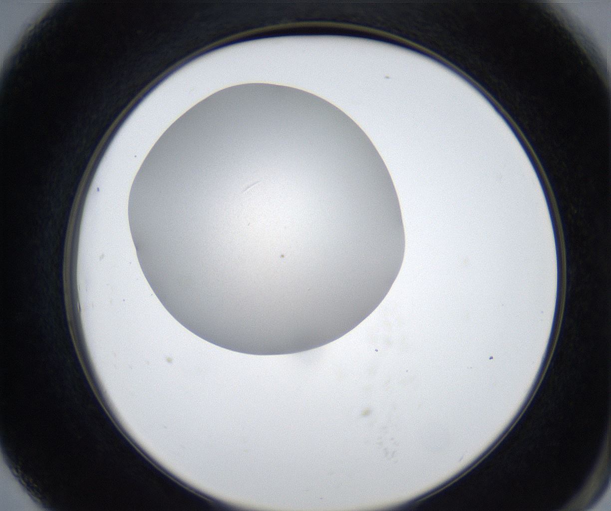 folderID448_plateID2448_batchID11785_wellNum79_profileID1_d2_r182397_ef.jpg