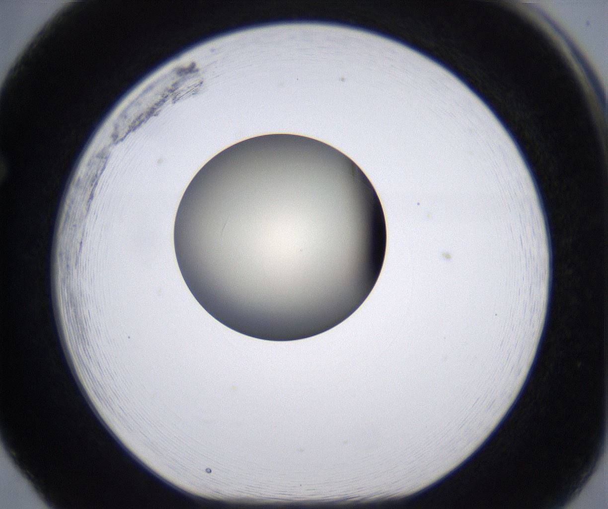 folderID200_plateID2200_batchID9969_wellNum65_profileID1_d1_r149239_ef.jpg