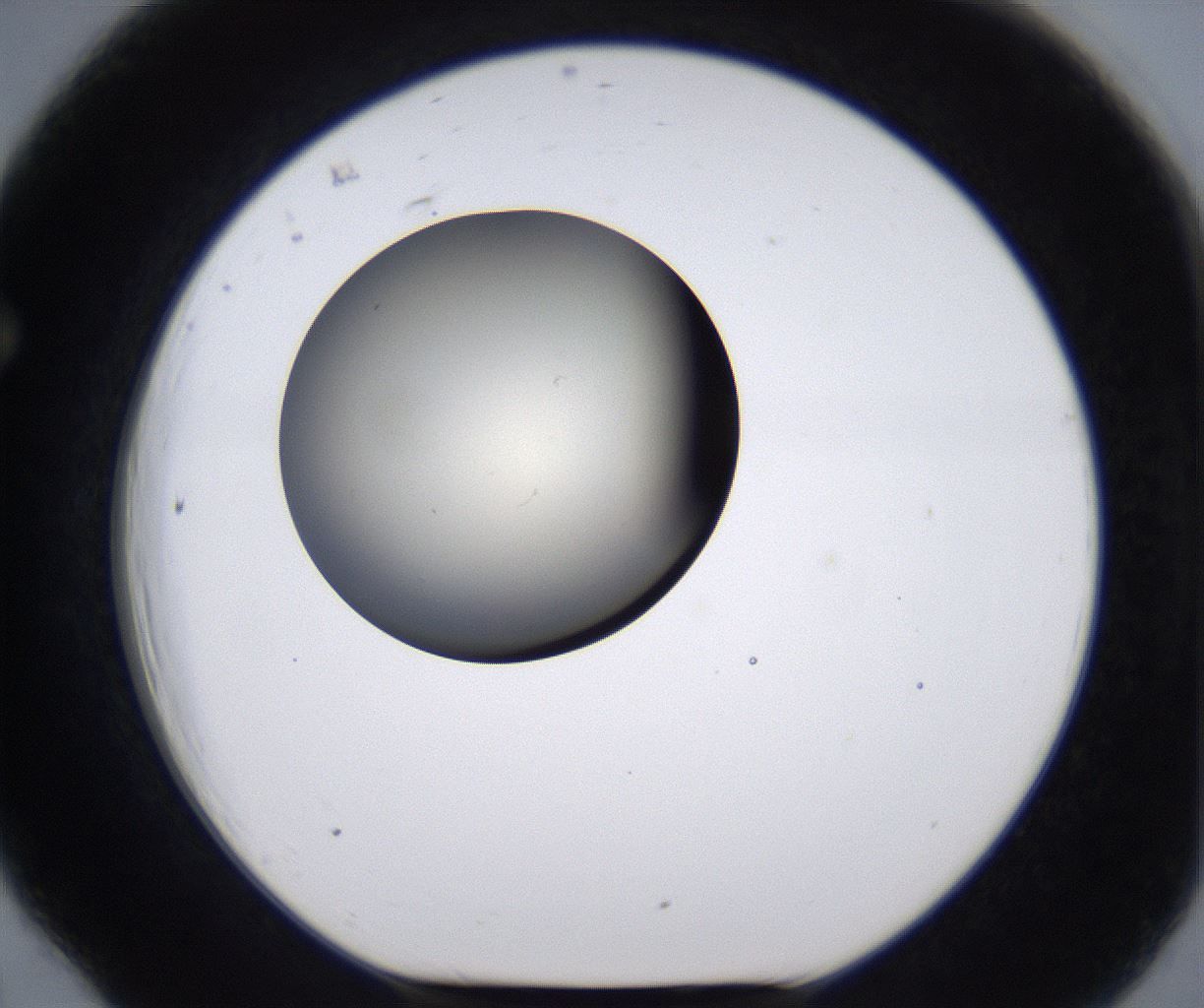 folderID200_plateID2200_batchID9969_wellNum66_profileID1_d1_r149240_ef.jpg