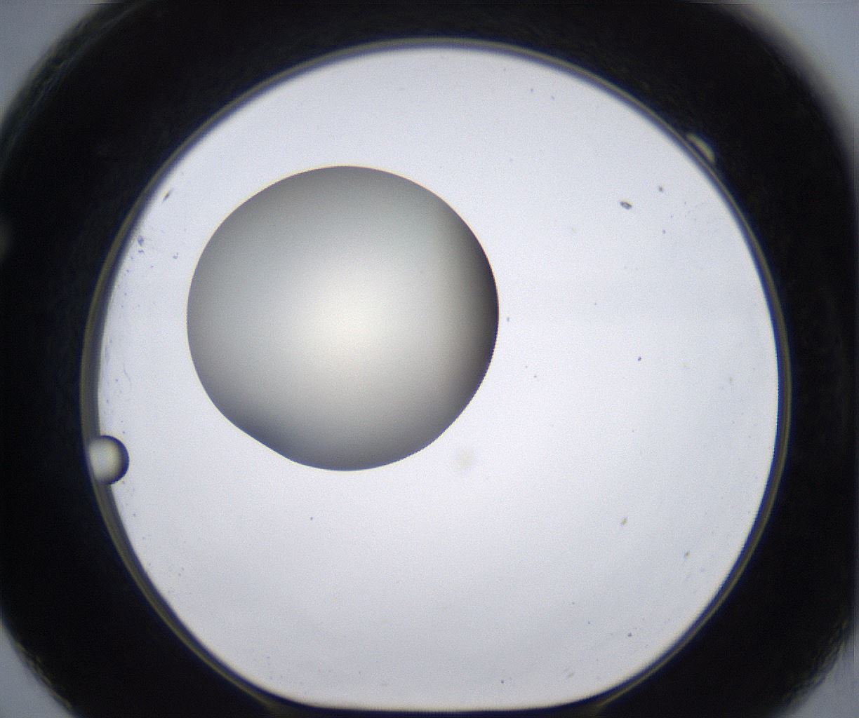 folderID200_plateID2200_batchID9969_wellNum69_profileID1_d1_r149243_ef.jpg