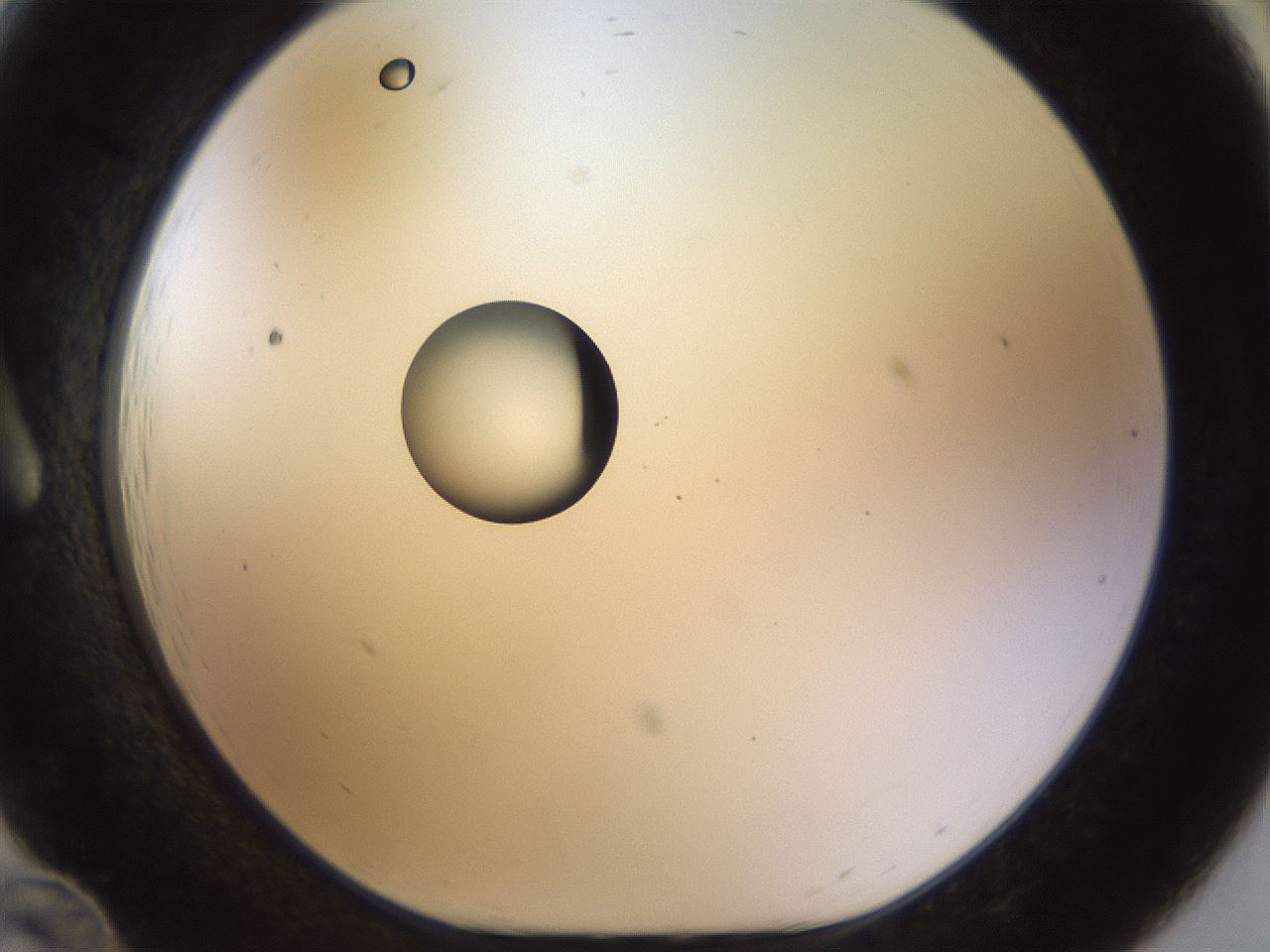 folderID449_plateID1449_batchID5529_wellNum12_profileID1_d1_r92007_ef.jpg