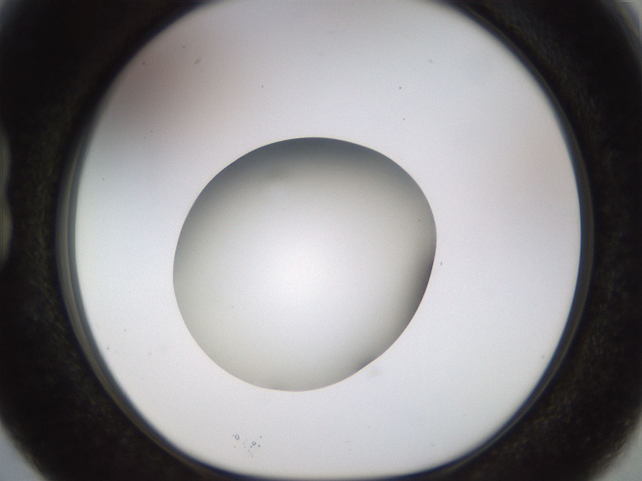 folderID449_plateID1449_batchID5529_wellNum15_profileID1_d1_r92010_ef.jpg