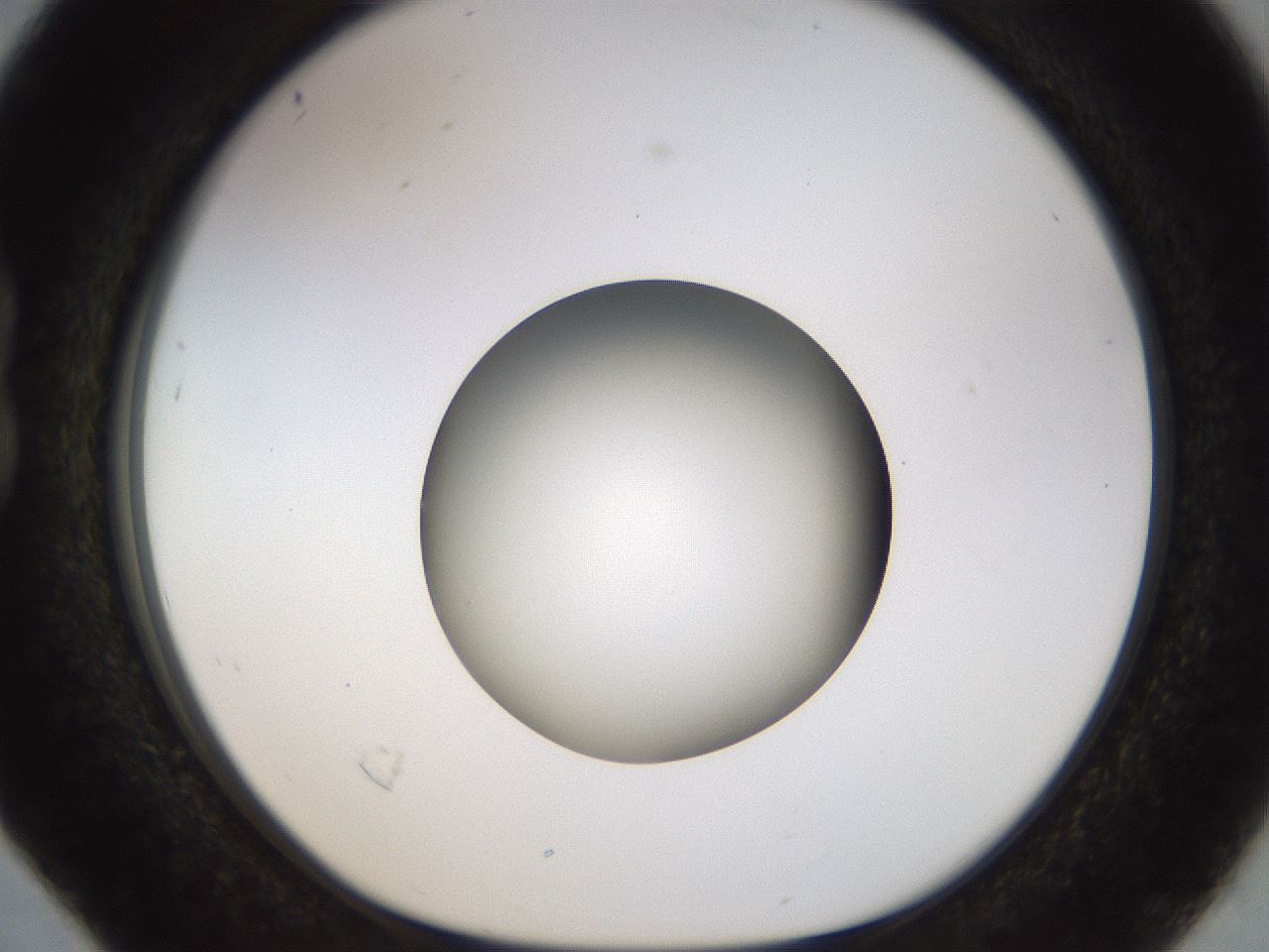 folderID449_plateID1449_batchID5529_wellNum16_profileID1_d1_r92011_ef.jpg