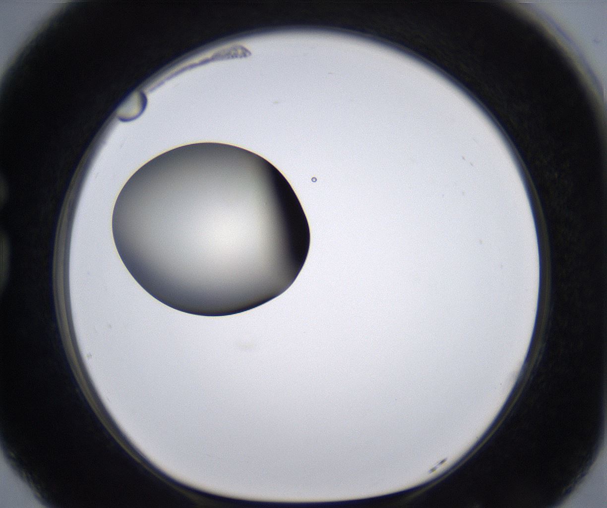 folderID200_plateID2200_batchID9969_wellNum77_profileID1_d1_r149251_ef.jpg
