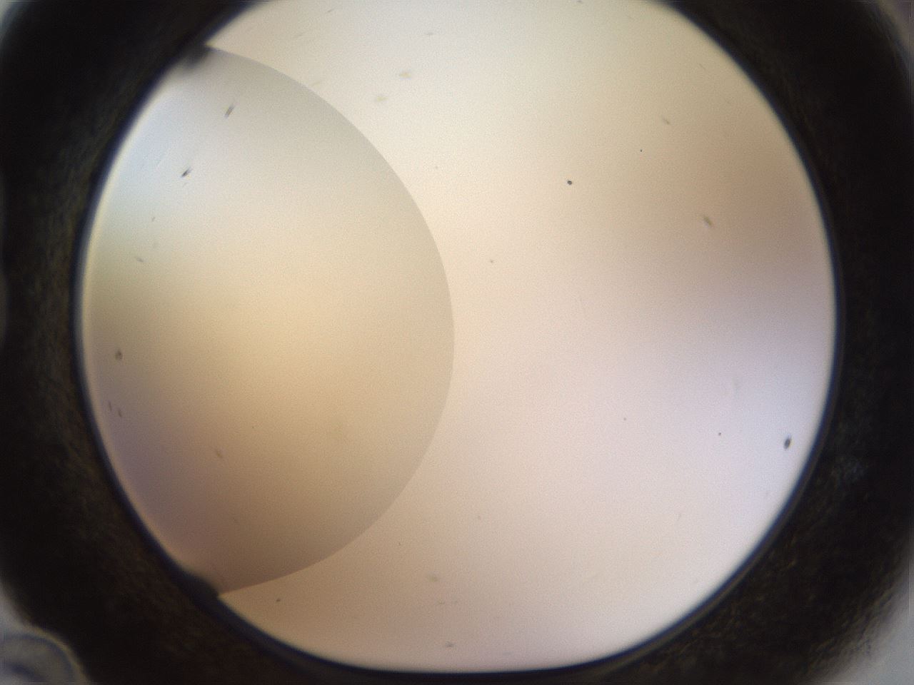 folderID449_plateID1449_batchID5529_wellNum24_profileID1_d1_r92019_ef.jpg