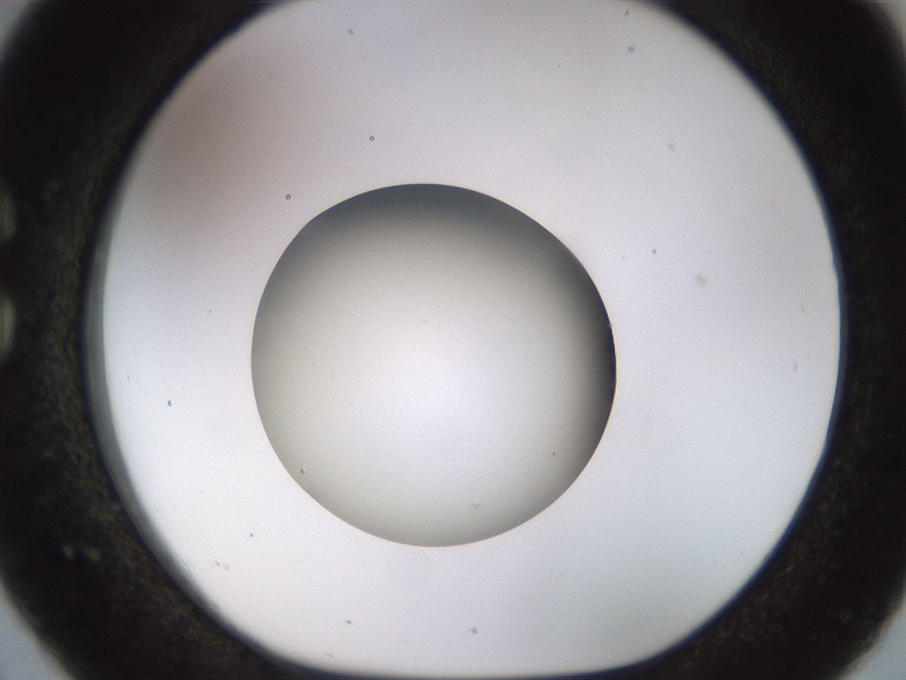 folderID449_plateID1449_batchID5529_wellNum26_profileID1_d1_r92021_ef.jpg