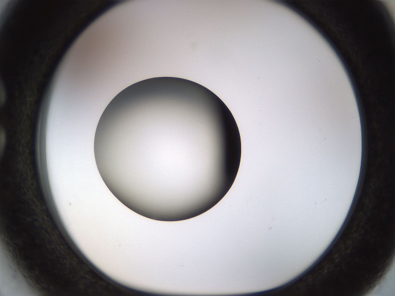 folderID449_plateID1449_batchID5529_wellNum27_profileID1_d1_r92022_ef.jpg