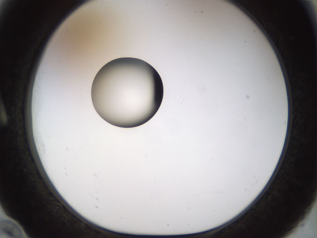 folderID449_plateID1449_batchID5529_wellNum10_profileID1_d1_r92005_ef.jpg