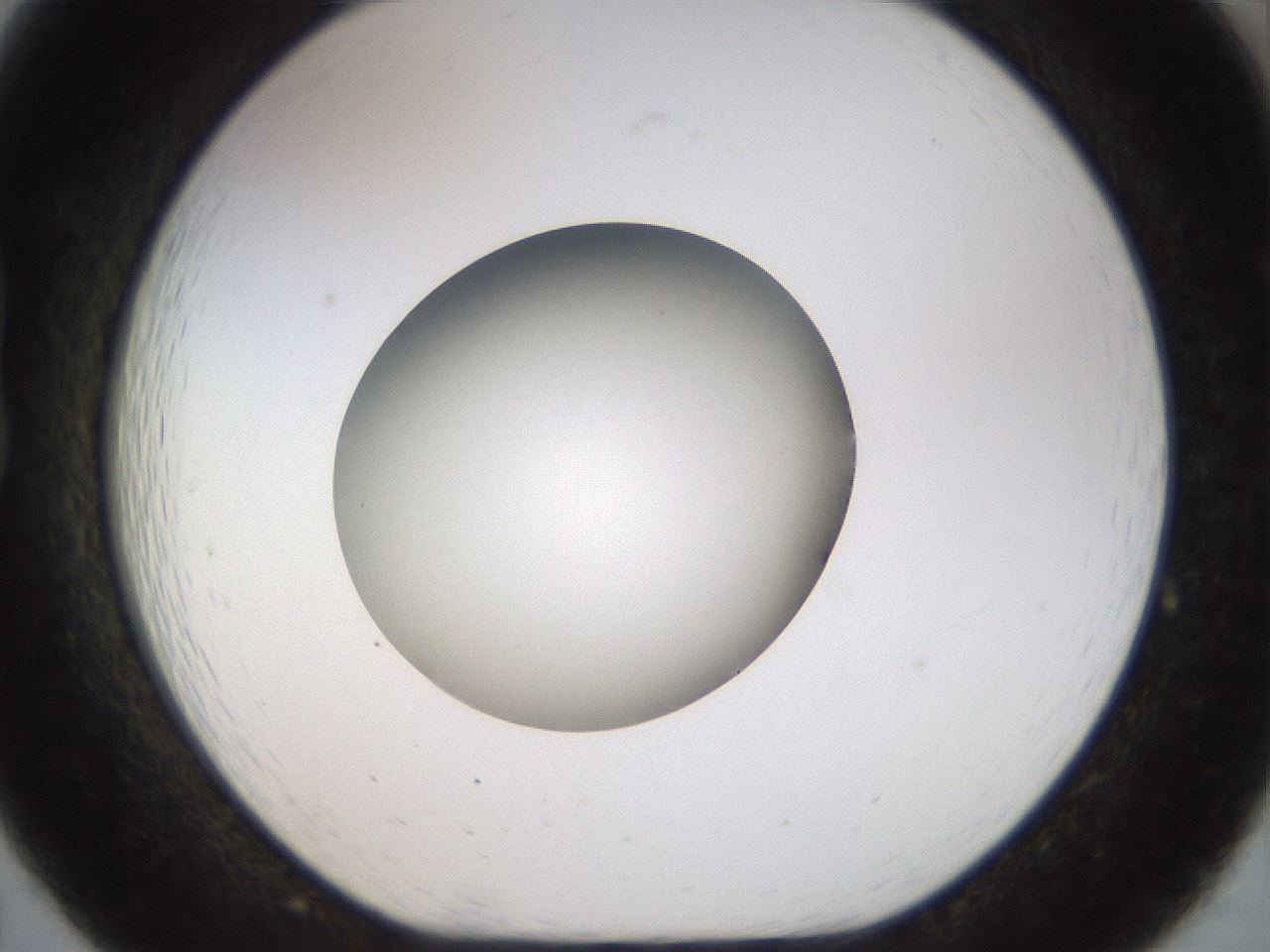 folderID449_plateID1449_batchID5529_wellNum19_profileID1_d1_r92014_ef.jpg