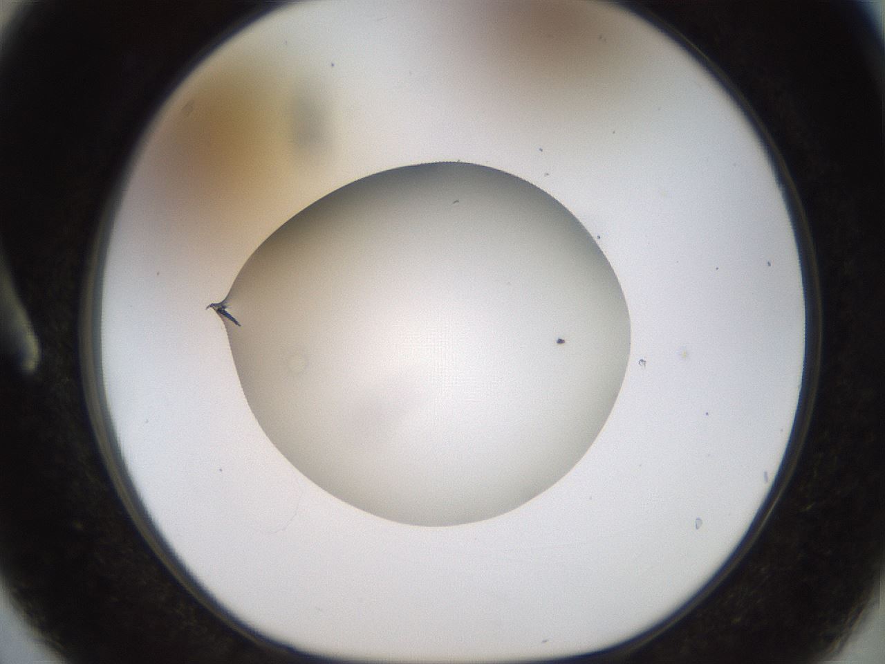 folderID449_plateID1449_batchID5529_wellNum3_profileID1_d1_r91998_ef.jpg
