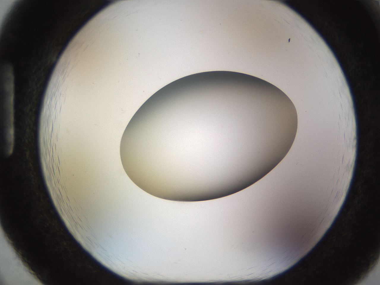 folderID449_plateID1449_batchID5529_wellNum86_profileID1_d1_r92081_ef.jpg
