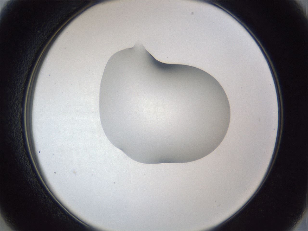 folderID44_plateID1044_batchID2102_wellNum13_profileID1_d2_r46561_ef.jpg