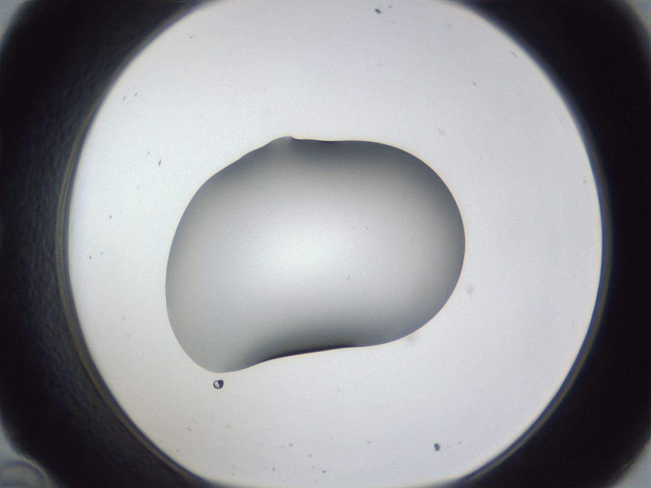 folderID44_plateID1044_batchID2102_wellNum34_profileID1_d1_r46602_ef.jpg