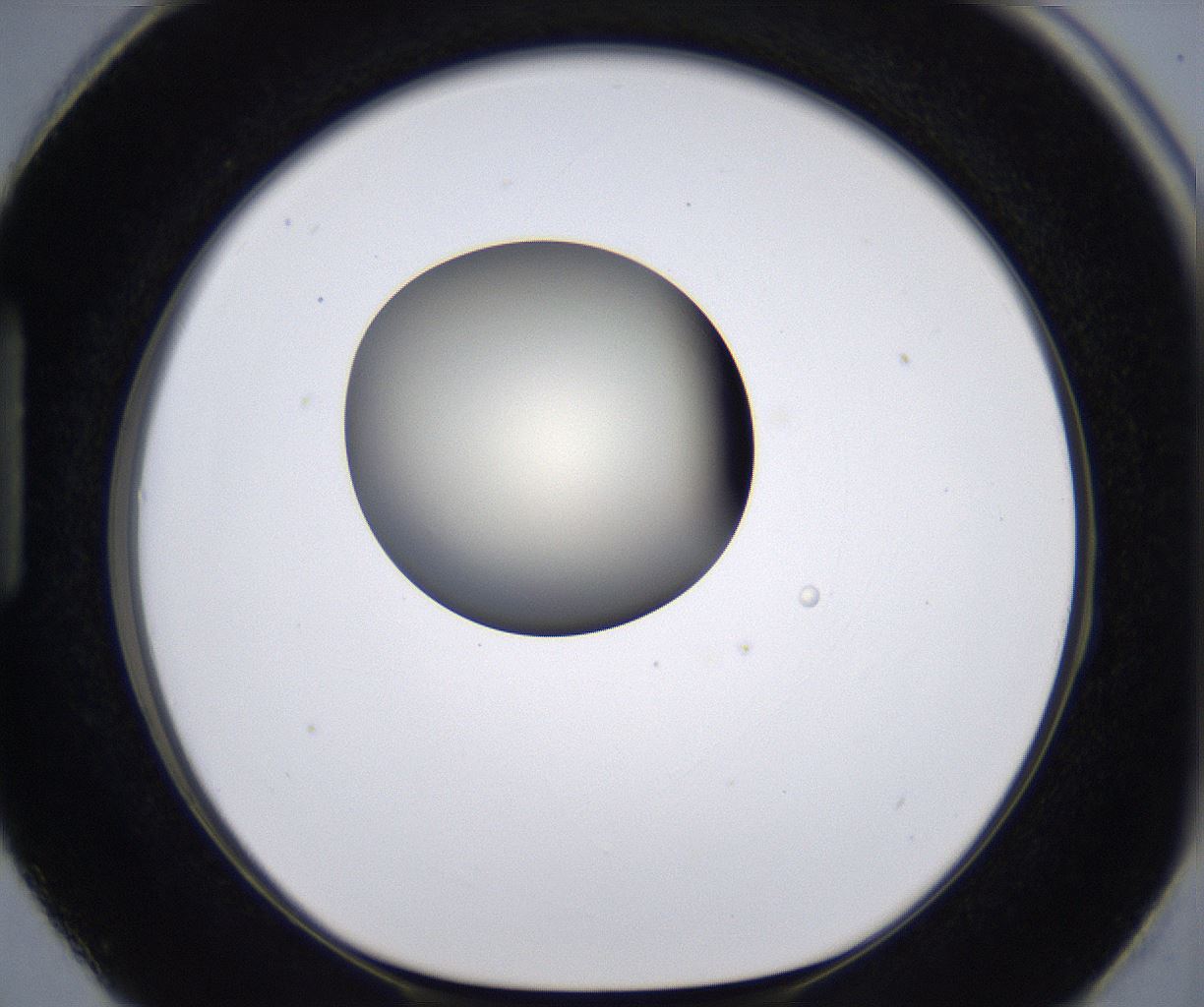 folderID200_plateID2200_batchID9969_wellNum87_profileID1_d1_r149261_ef.jpg