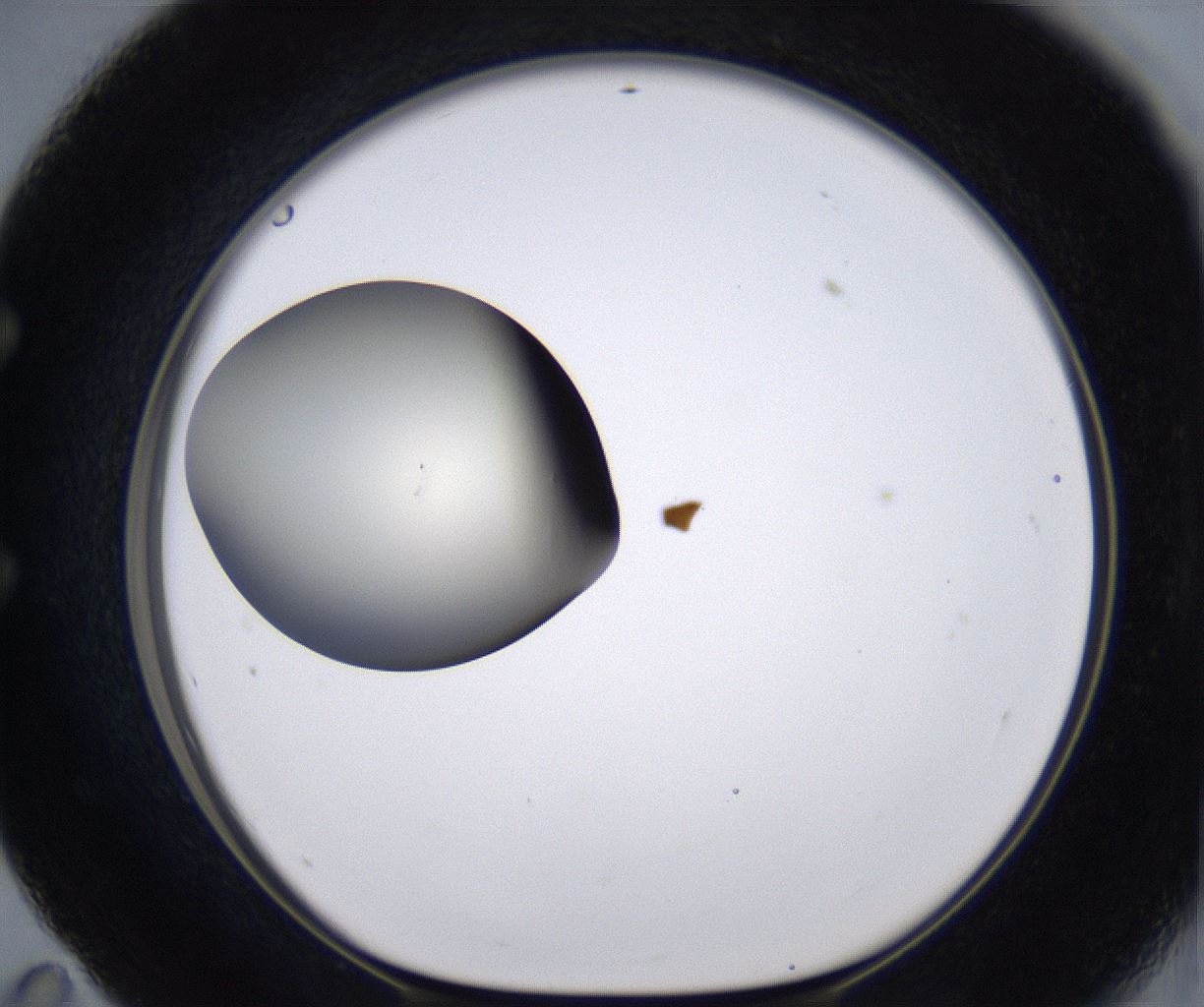 folderID200_plateID2200_batchID9969_wellNum59_profileID1_d1_r149233_ef.jpg