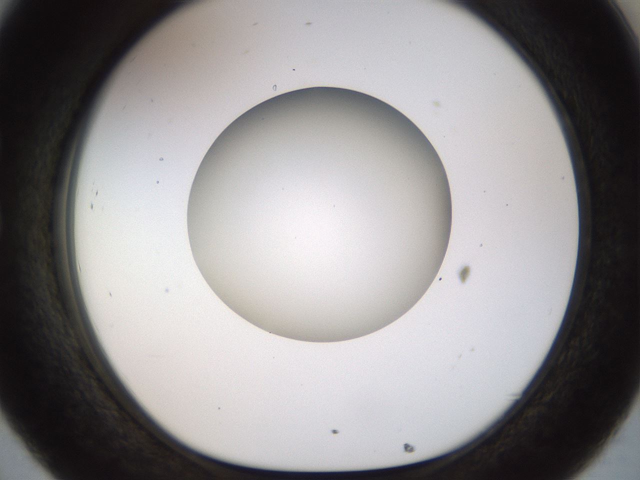 folderID449_plateID1449_batchID5529_wellNum32_profileID1_d1_r92027_ef.jpg