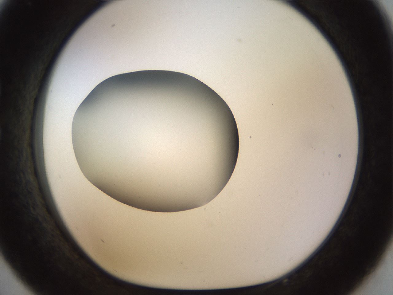 folderID449_plateID1449_batchID5529_wellNum33_profileID1_d1_r92028_ef.jpg