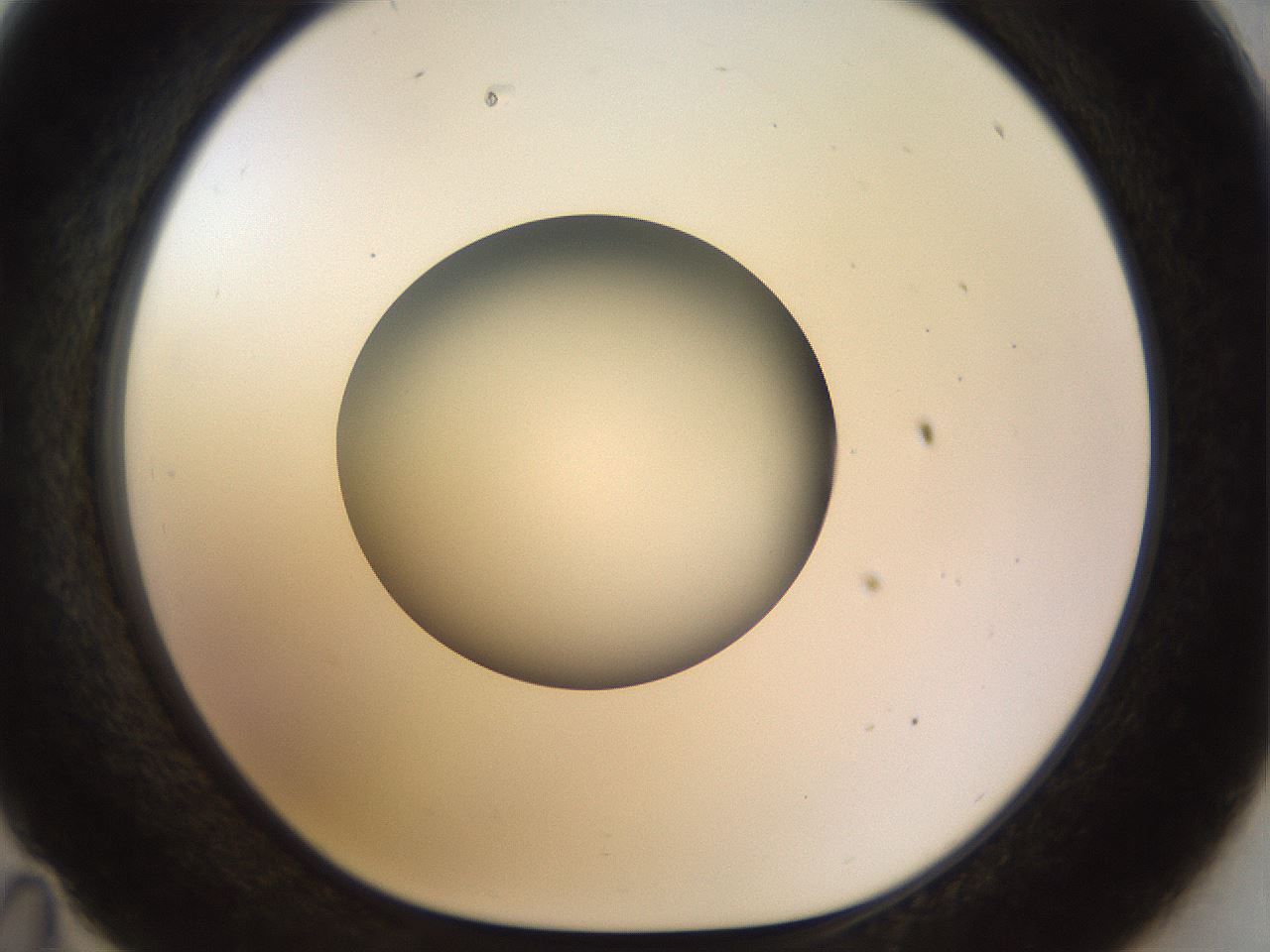 folderID449_plateID1449_batchID5529_wellNum35_profileID1_d1_r92030_ef.jpg
