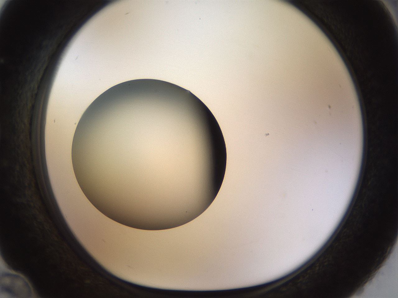 folderID449_plateID1449_batchID5529_wellNum36_profileID1_d1_r92031_ef.jpg