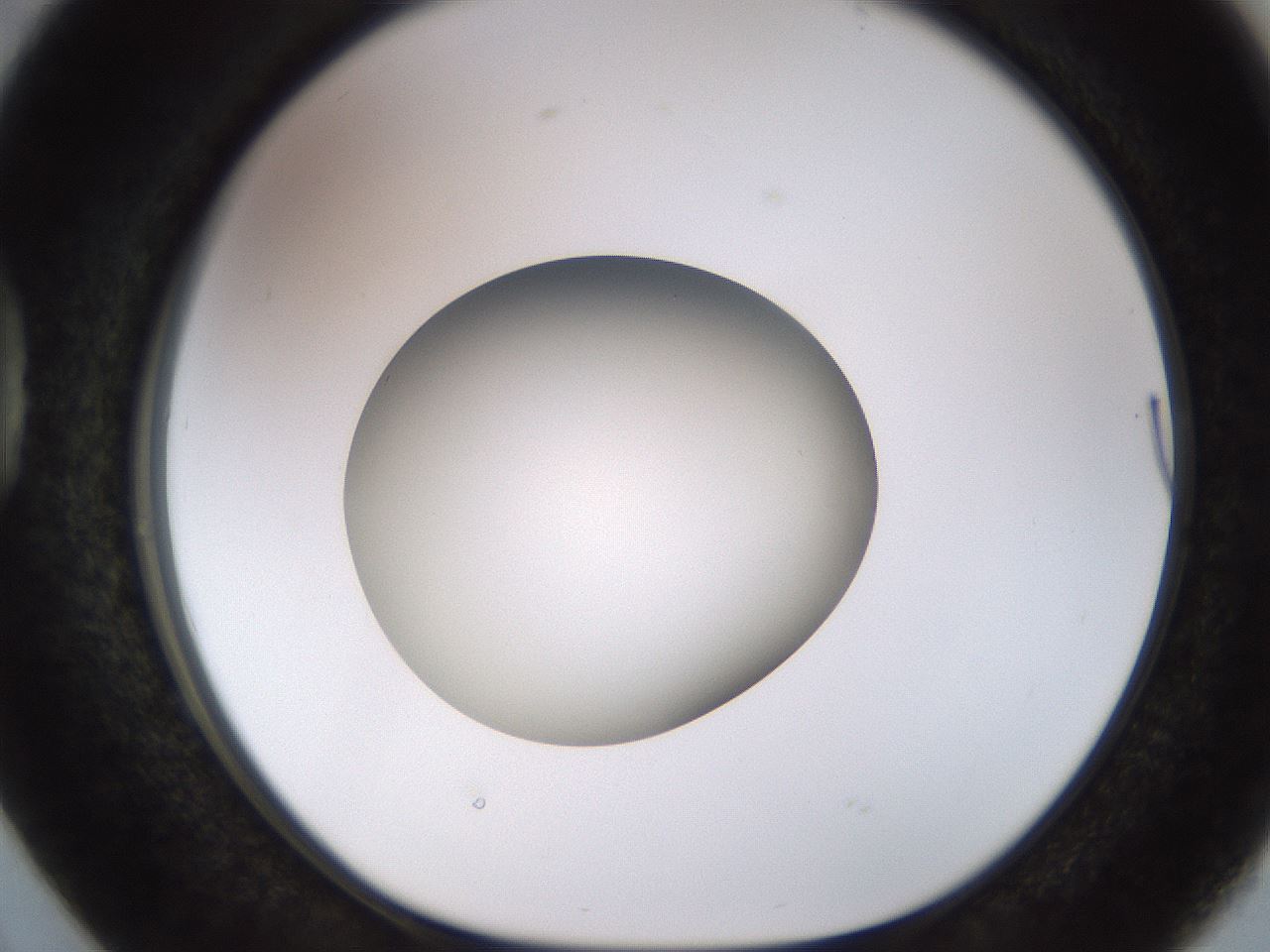 folderID449_plateID1449_batchID5529_wellNum38_profileID1_d1_r92033_ef.jpg