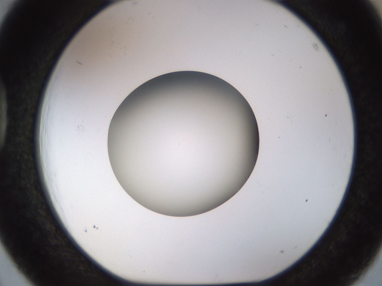 folderID449_plateID1449_batchID5529_wellNum39_profileID1_d1_r92034_ef.jpg