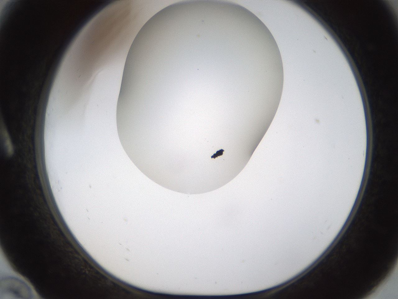 folderID201_plateID1201_batchID3524_wellNum10_profileID1_d1_r66280_ef.jpg