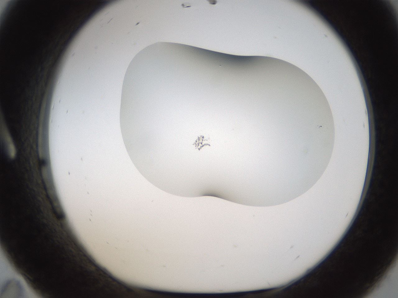 folderID201_plateID1201_batchID3524_wellNum11_profileID1_d1_r66281_ef.jpg