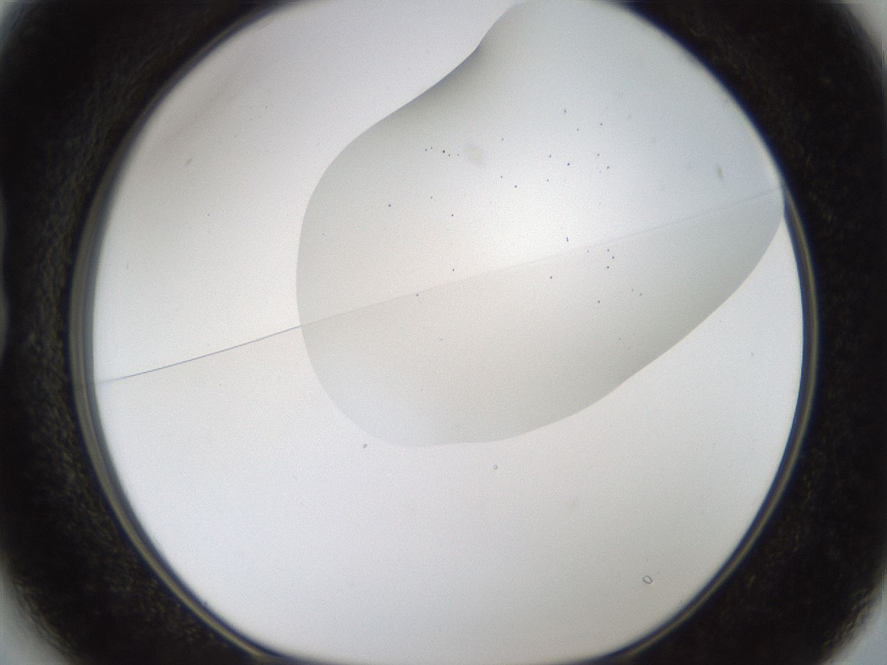 folderID201_plateID1201_batchID3524_wellNum13_profileID1_d1_r66283_ef.jpg