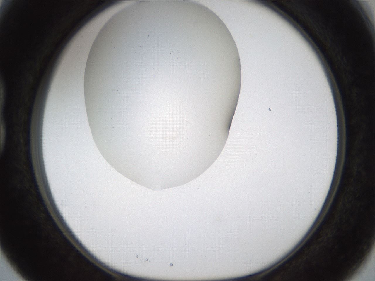 folderID201_plateID1201_batchID3524_wellNum15_profileID1_d1_r66285_ef.jpg