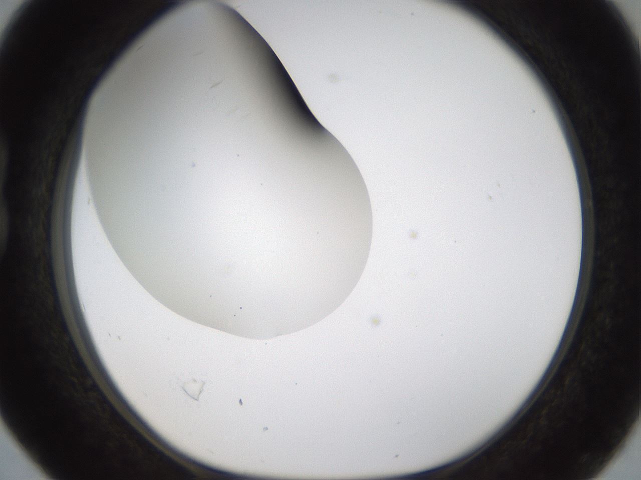 folderID201_plateID1201_batchID3524_wellNum16_profileID1_d1_r66286_ef.jpg