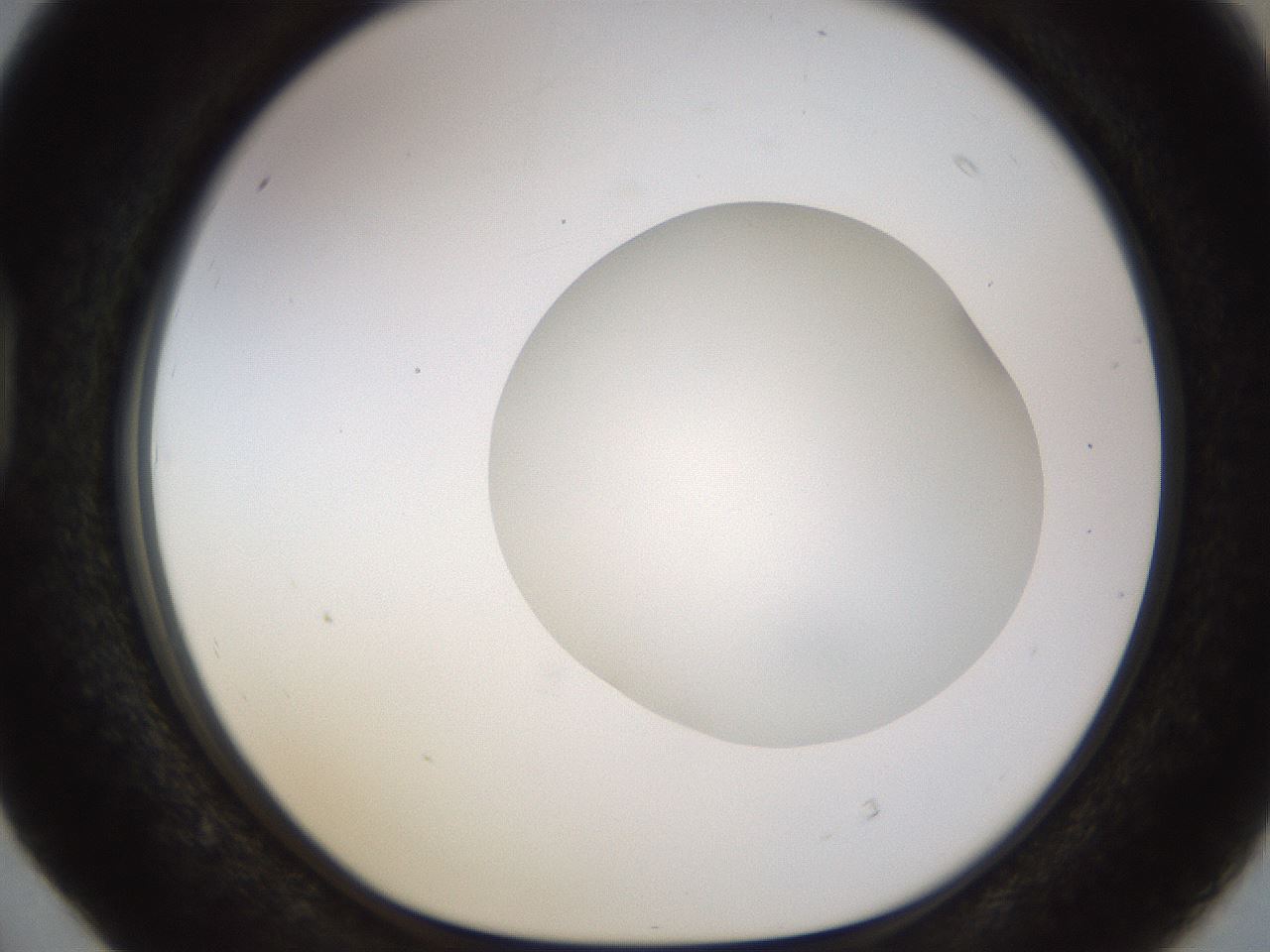 folderID449_plateID1449_batchID5529_wellNum40_profileID1_d1_r92035_ef.jpg