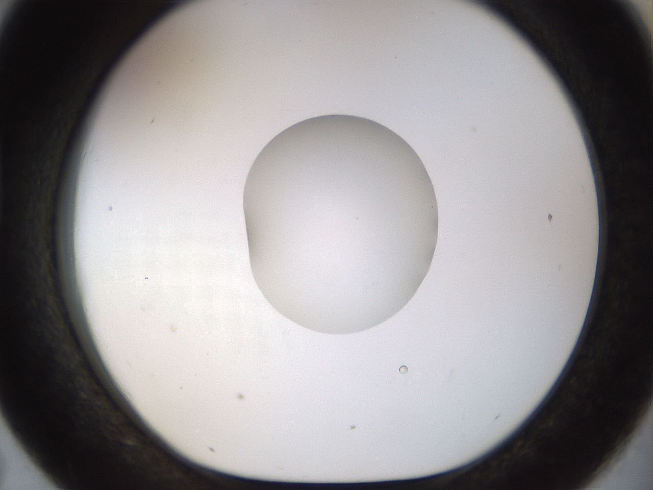 folderID449_plateID1449_batchID5529_wellNum43_profileID1_d1_r92038_ef.jpg
