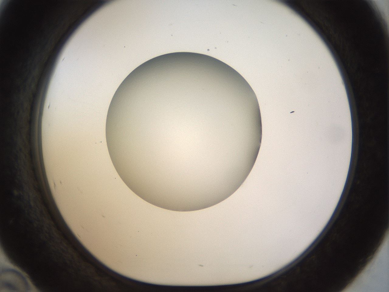 folderID449_plateID1449_batchID5529_wellNum46_profileID1_d1_r92041_ef.jpg