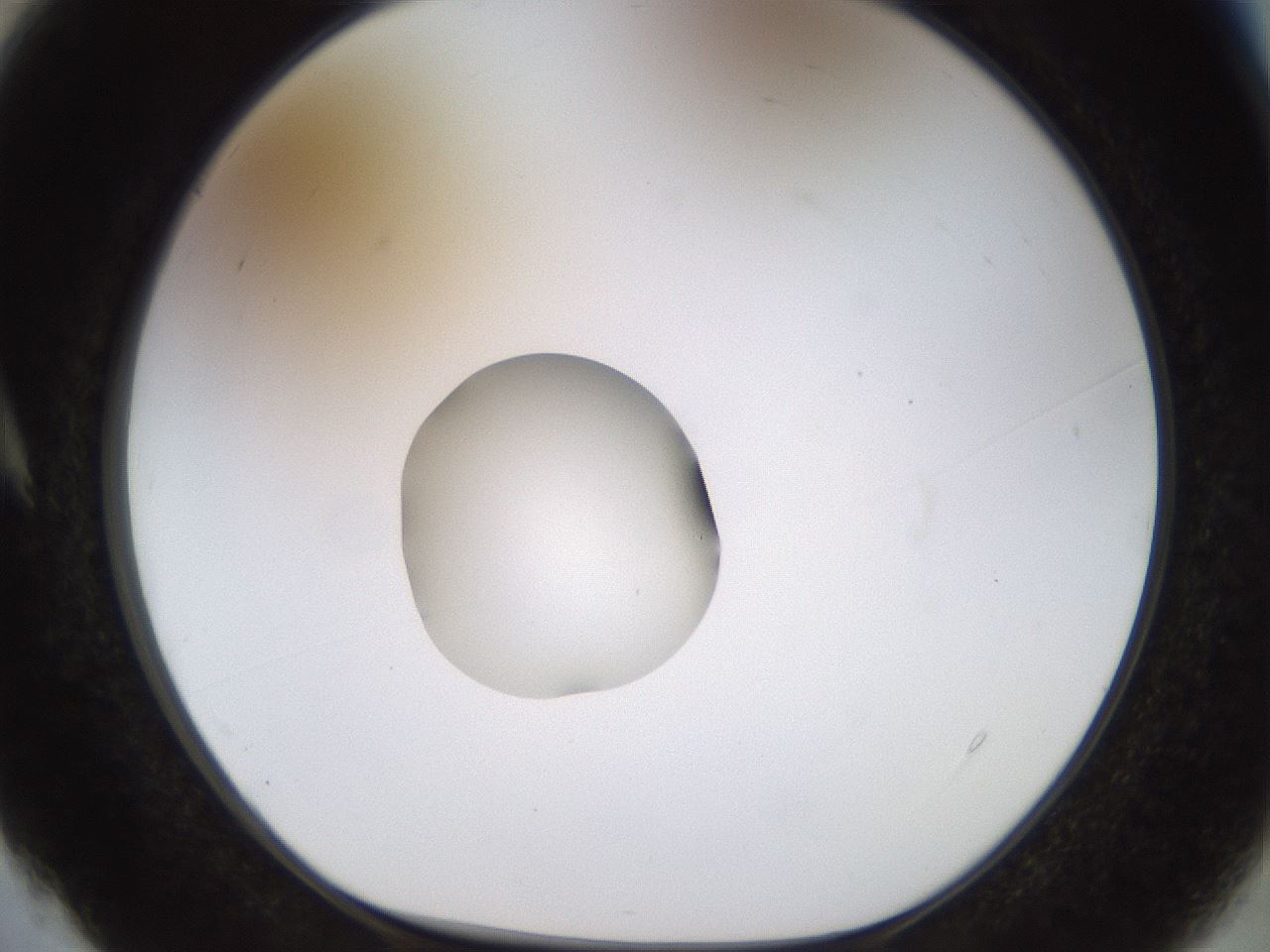 folderID449_plateID1449_batchID5529_wellNum4_profileID1_d1_r91999_ef.jpg
