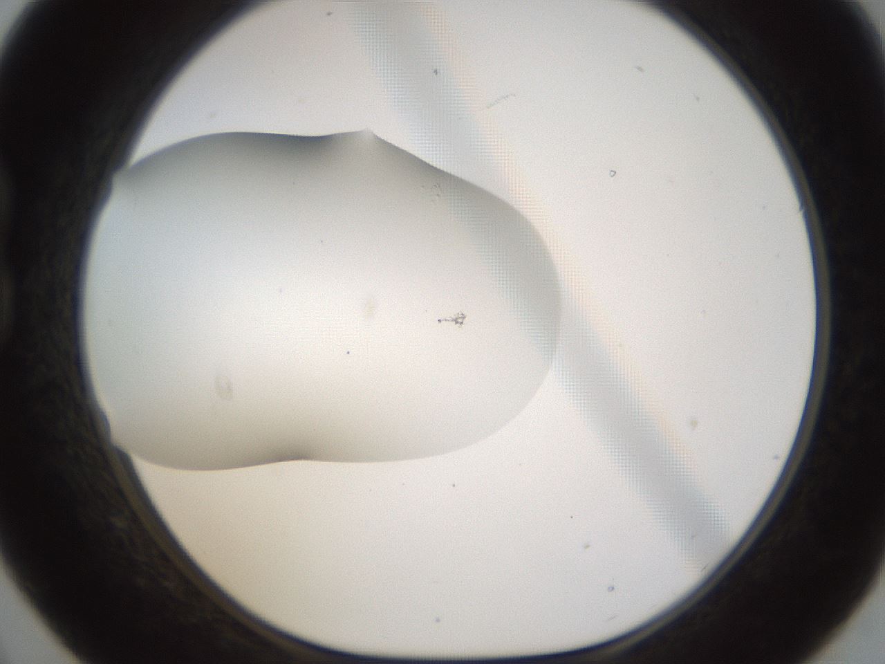folderID201_plateID1201_batchID3524_wellNum21_profileID1_d1_r66291_ef.jpg