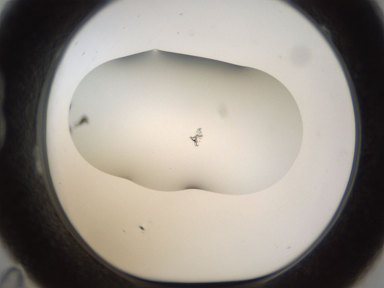 folderID201_plateID1201_batchID3524_wellNum23_profileID1_d1_r66293_ef.jpg