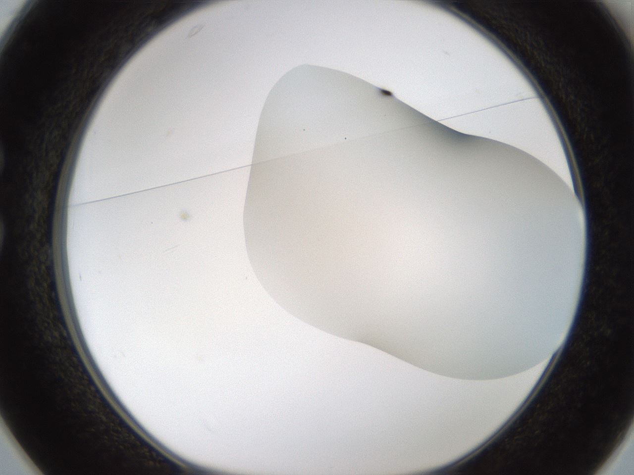 folderID201_plateID1201_batchID3524_wellNum25_profileID1_d1_r66295_ef.jpg