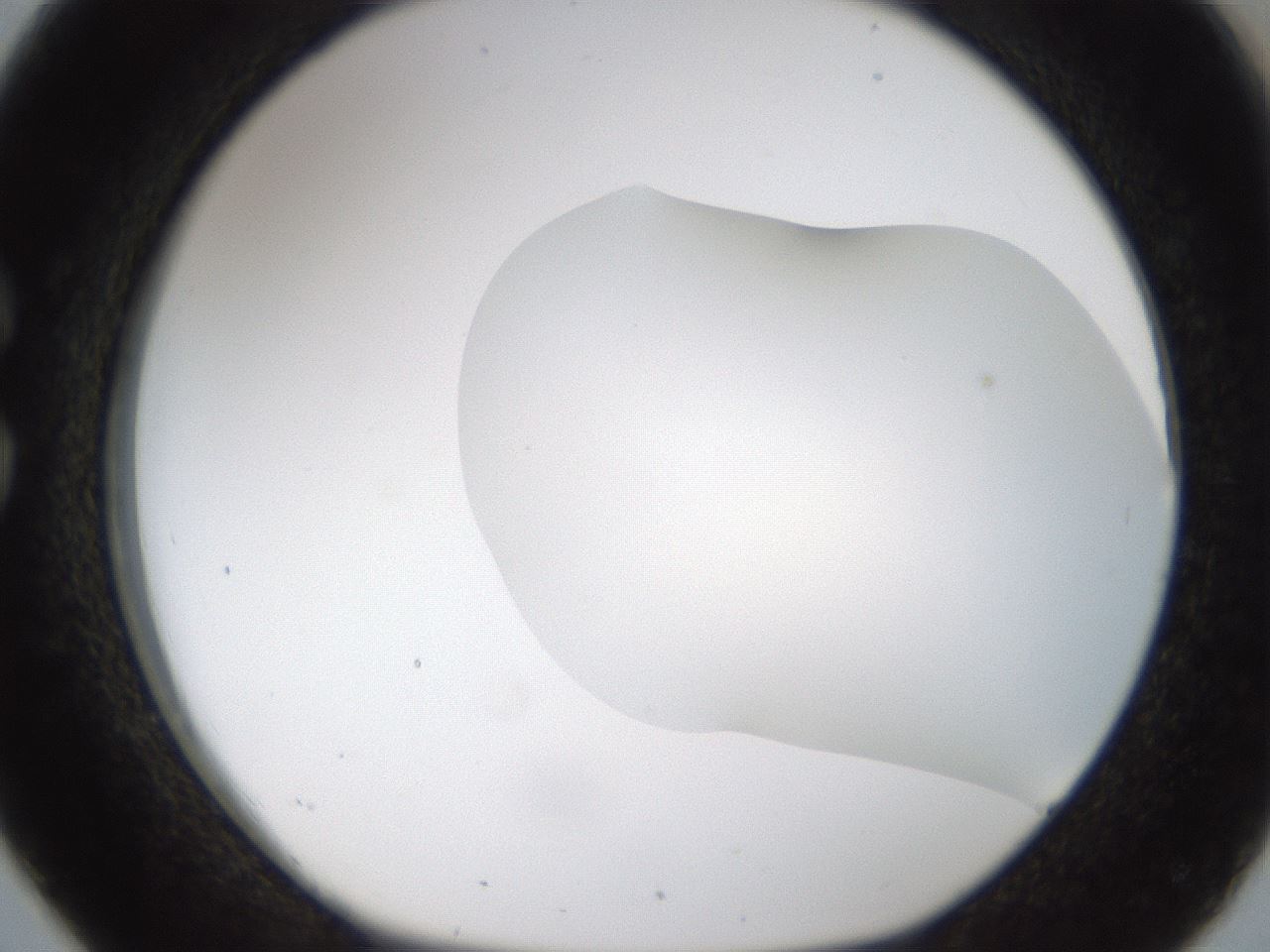 folderID201_plateID1201_batchID3524_wellNum26_profileID1_d1_r66296_ef.jpg