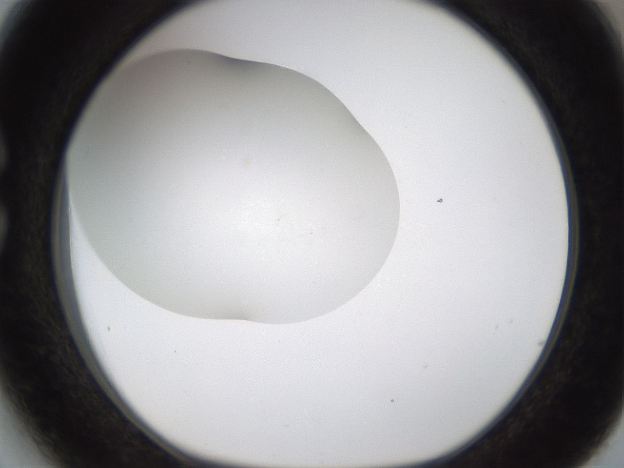 folderID201_plateID1201_batchID3524_wellNum27_profileID1_d1_r66297_ef.jpg