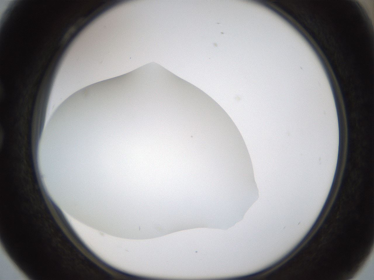 folderID201_plateID1201_batchID3524_wellNum28_profileID1_d1_r66298_ef.jpg
