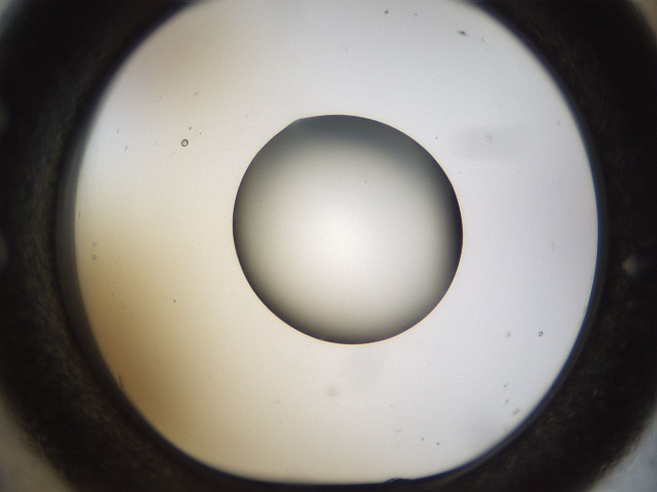 folderID449_plateID1449_batchID5529_wellNum54_profileID1_d1_r92049_ef.jpg