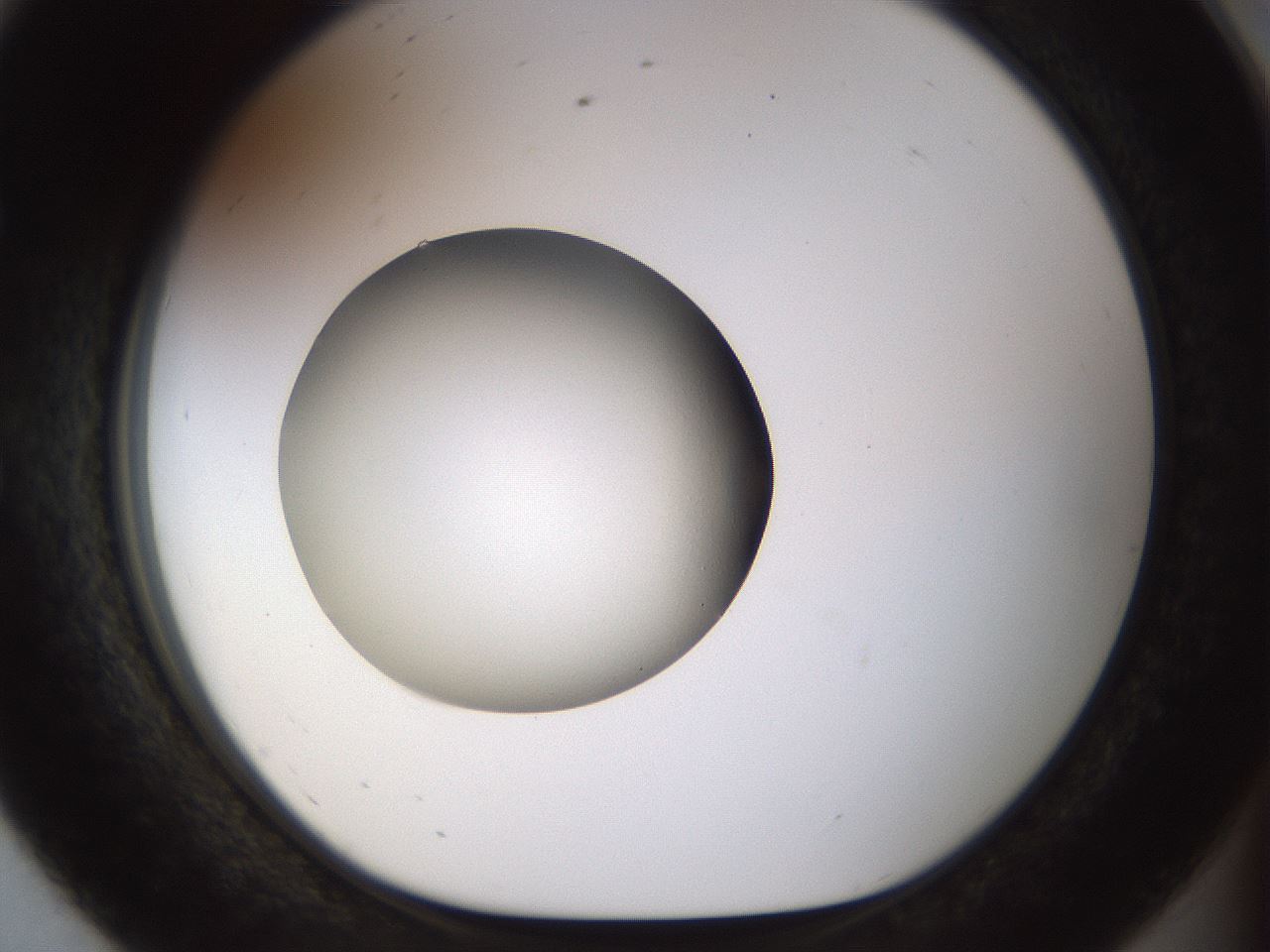 folderID449_plateID1449_batchID5529_wellNum56_profileID1_d1_r92051_ef.jpg