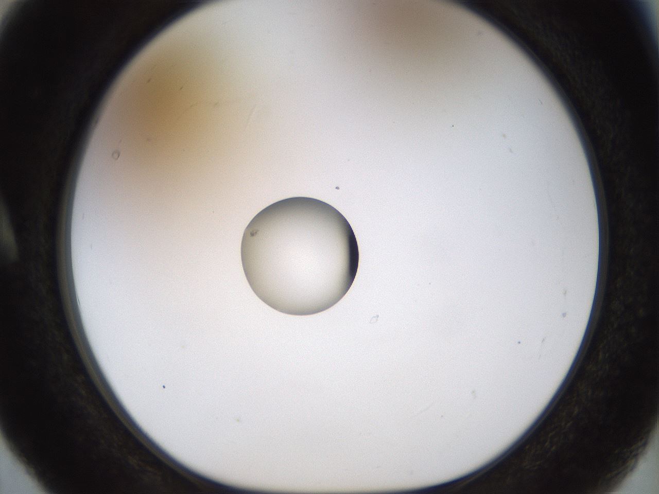 folderID449_plateID1449_batchID5529_wellNum5_profileID1_d1_r92000_ef.jpg