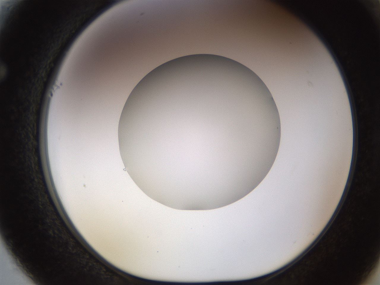 folderID449_plateID1449_batchID5529_wellNum61_profileID1_d1_r92056_ef.jpg